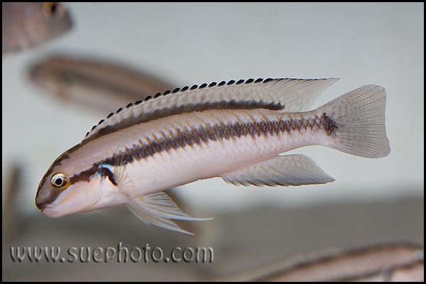 Telmatochromis vittatus
